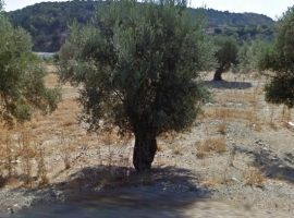 C1291 ΠΩΛΕΙΤΑΙ  17.000€ αγρός 1.200 τ.μ.  με 20 ελαιόδενδρα +30 6970847459