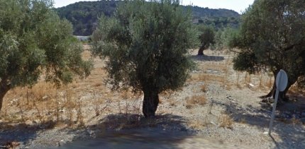 C1291 ΠΩΛΕΙΤΑΙ 17.000€ αγρός 1.200 τ.μ. με 20 ελαιόδενδρα +30 6970847459